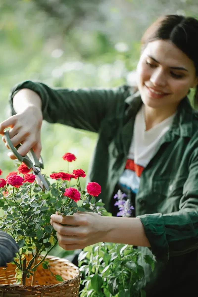 Garden design and planning