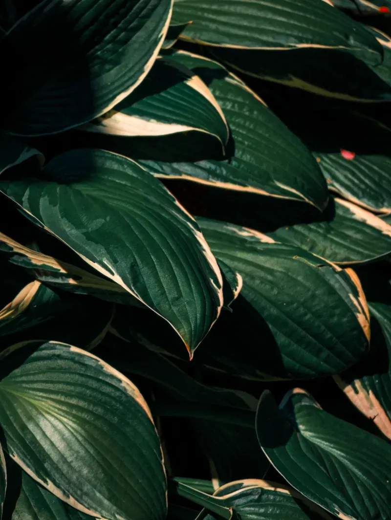 Seasonal planting
